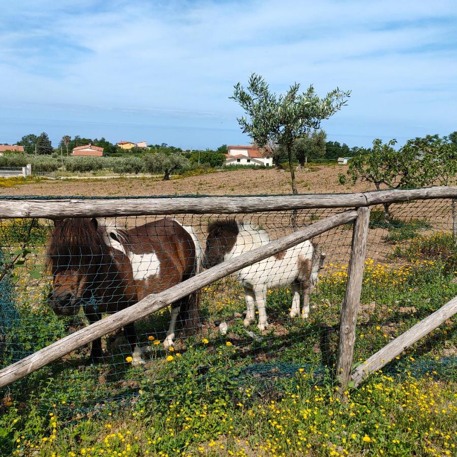 Agriturismo Agri Armonia サン・ルーチド エクステリア 写真