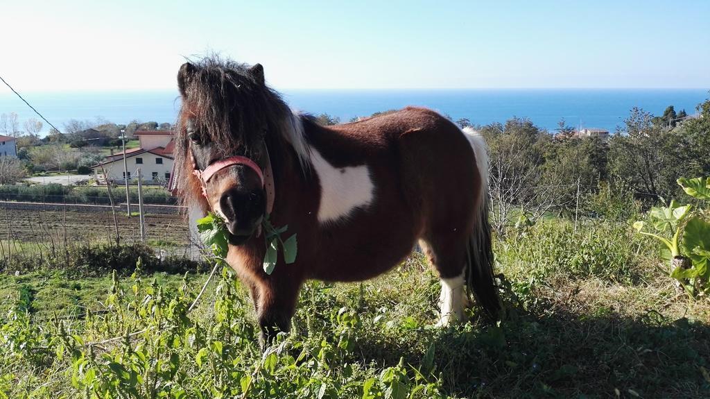 Agriturismo Agri Armonia サン・ルーチド エクステリア 写真