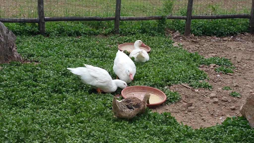 Agriturismo Agri Armonia サン・ルーチド エクステリア 写真
